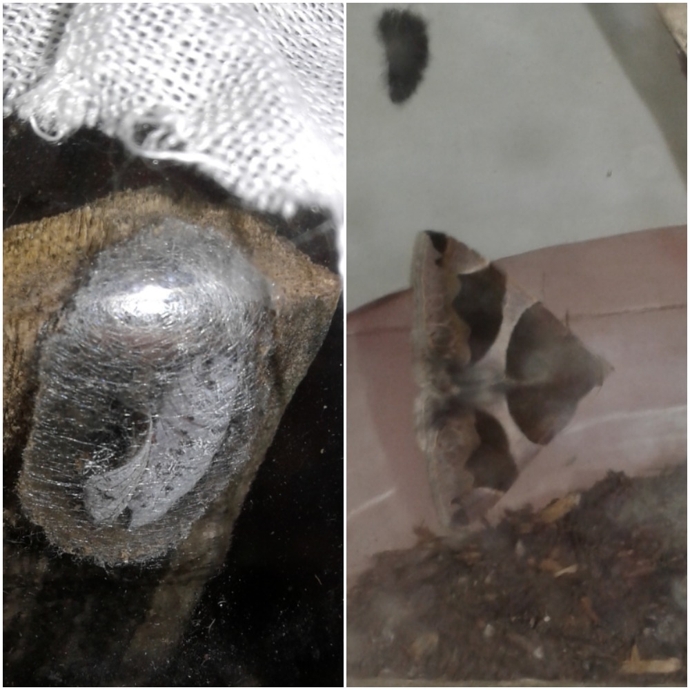 Dysgonia cfr. torrida (Erebidae)